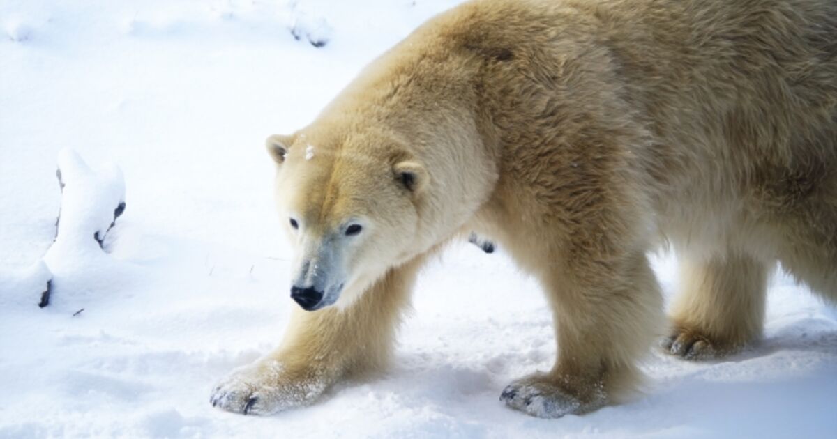 ホッキョクグマに対する害獣対策 | 害獣対策について | 害獣対策